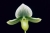 Paph. Hsinying Mautrum